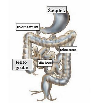 Występowanie mikroorganizmów w żołądku i jelitach