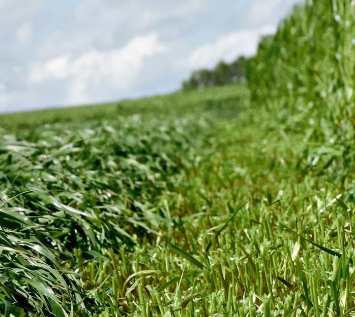 Pomożemy Ci produkować paszę o najwyższej jakości, a tym samym zwiększyć Twoje zyski. Chcemy przekazać naszą fachową wiedzę zdobytą podczas kilku dekad produkcji maszyn do zbioru siana i kiszonki.