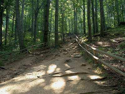 stokiem Żaru (680 m) przez piękny las bukowy na Przełęcz Żarską (574 m). Po prawej w dole głęboka dolina Złota Jama, gdzie w średniowieczu poszukiwano złota. Odtąd za zn.