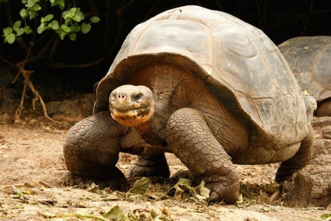 Rocas Cousin, to piękne miejsce na makro(koniki morskie), jak również foki i raye. Po trzecim nurkowaniu ruszamy w kierunku wyspy Wolf. Dzień 4: Wolf Island 4 nurkowania.