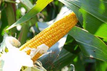 STRONA 26 Odmiany kukurydzy na ziarno i kiszonkę / sezon 2019 CERATUS Uniwersalne rozwiązanie!