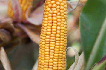 STRONA 30 Odmiany kukurydzy na ziarno i kiszonkę / sezon 2019 ROSOMAK Militarne zabezpieczenie wysokiego plonu!