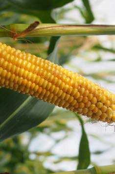 STRONA 36 Odmiany kukurydzy na kiszonkę / sezon 2019 WIKANA Kiszonka o wysokiej energii