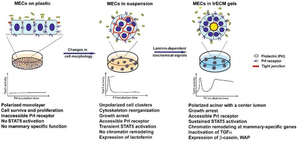 Mechanochemia a różnicowanie Cancer Metastasis Rev.