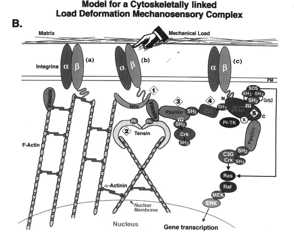 Mechanokonwersja w kompleksach białkowych zależnych od integryn kompleksy białkowe zależne od integryn wpływają lub decydują o podstawowych funkcjach
