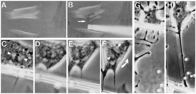 cytoplazmy