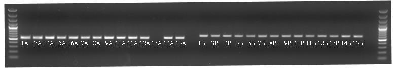 Kolekcja różnych genotypów do badań genów Pin Danko Hodowla Roślin Sp. z o.o. - 19 odmian Hodowla Roślin Smolice Sp. z o.o. - 66 odmian oraz 237 rodów pszenicy Hodowla Roślin Strzelce Sp. z o.o. - 40