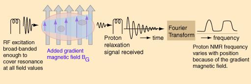 Magnetyczny Rezonans Jądrowy Obrazowanie Częstość rezonansowa jest proporcjonalna do indukcji pola