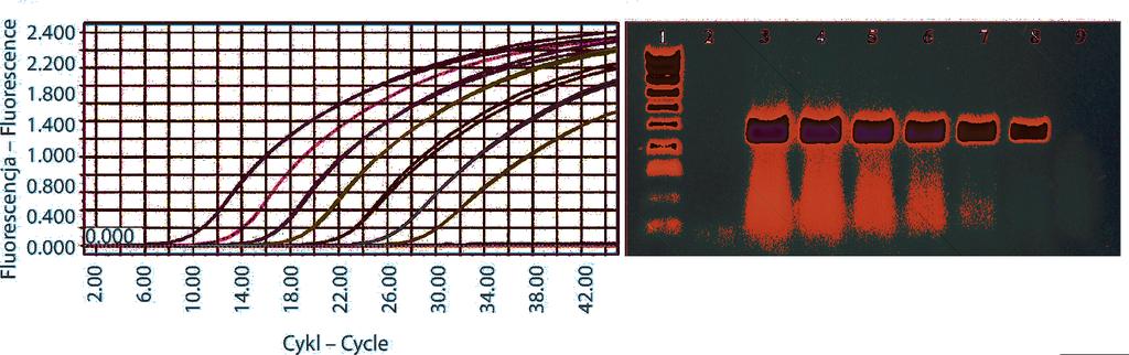 196 Detection of different strains of PepMV by qrt-pcr / Wykrywanie różnych szczepów PepMV za pomocą qrt-pcr A B Rys. 2.