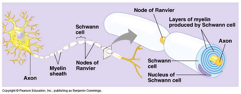 Neuron ANTROPOZOOLOGIA -