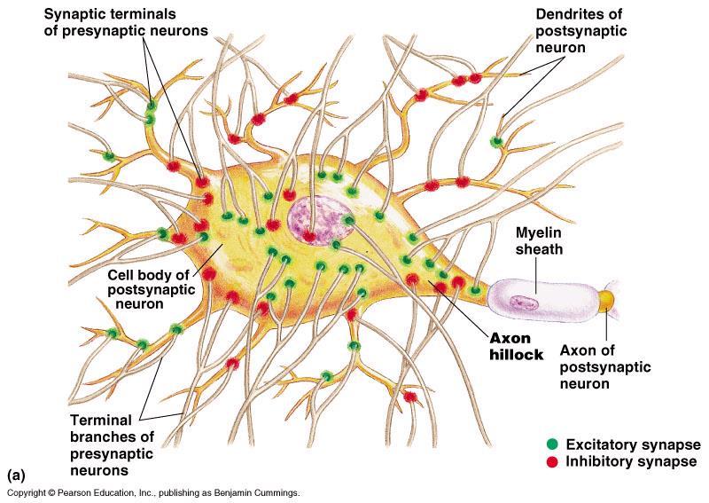 ANTROPOZOOLOGIA -