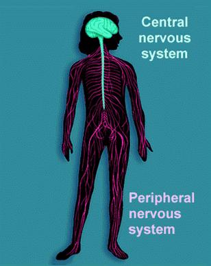 ANTROPOZOOLOGIA - PODSTAWY FIZJOLOGII ZWIERZĄT Podział anatomiczny układu nerwowego Mózg Ośrodkowy UN Obwodowy UN Móżdżek Rdzeń przedłużony Nerwy