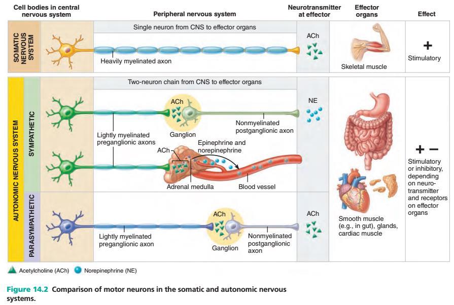 AUTONOMICZNY PRZYWSPÓŁCZULNY WSPÓŁCZULNY SOMATY CZNY ciała neuronów w ośrodkowym UN obwodowy UN neurotransmiter 1-neuronowa droga narząd docelowy skutek mocno zmielinizowane aksony 2-neuronowa droga