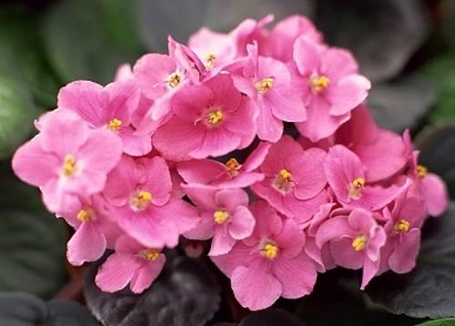 Kwiaty rośliny mogą przybrać między innymi różową barwę. Podlewanie Do podlewania rośliny nie należy używać zbyt zimnej wody, unikajmy też zraszania jej kwiatów i liści.