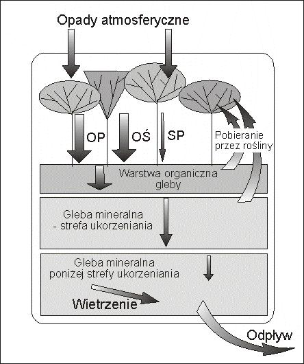 Przepływ pierwiastków przez ekosystem 19/31 Trzy biogeny trzy bilanse: fosfor 0,5 (0,04-0,5) P (kg ha ) 0,6 0,02 2,1