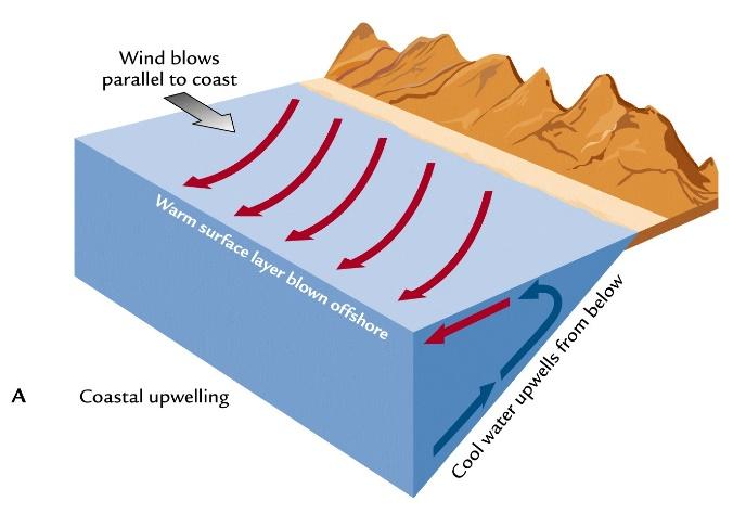 Upwelling zjawisko związane z wypływaniem na powierzchnię akwenów wodnych, zimnych i dobrze natlenionych wód pochodzących z głębin oceanicznych, które są bardzo zasobne w substancje odżywcze.