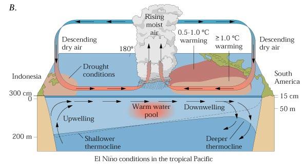Na zachodnim wybrzeżu Ameryki PD co kilka lat ma miejsce zaburzenie w cyrkulacji oceanicznoatmosferycznej, ukształtowanej na tym obszarze.
