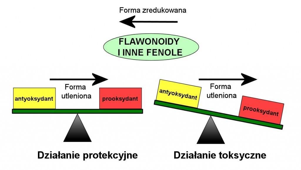 Równowaga między pro-oksydacyjnym i anty-oksydacyjnym działaniem flawonoidów spożycie herbaty w