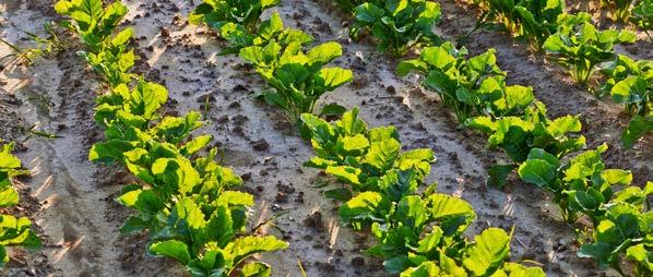 Naturalny biopreparat przyspieszający rozkład materii organicznej w glebie, resztek