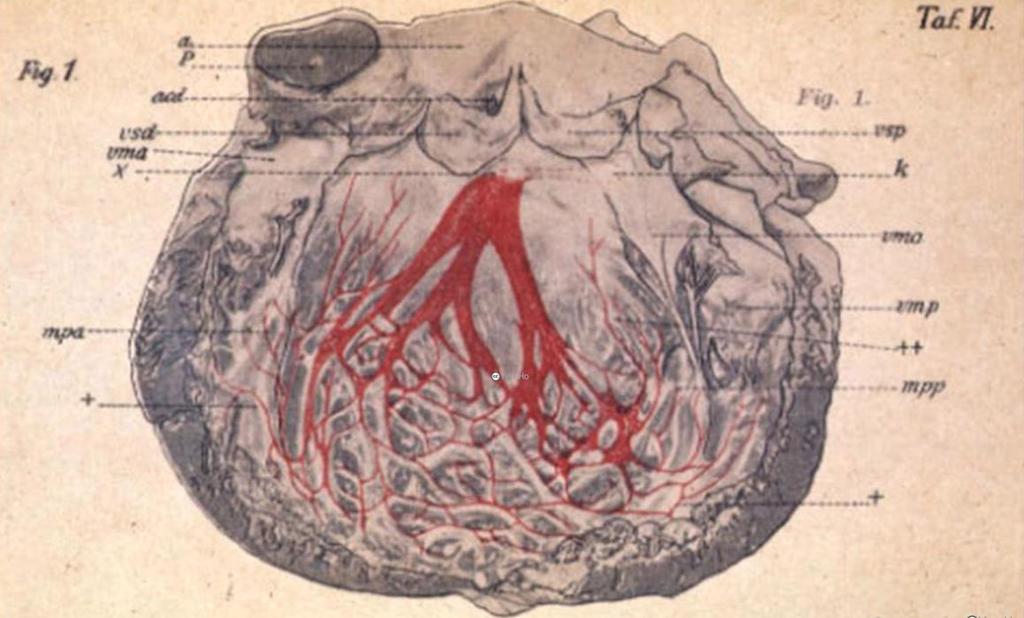 Jako pierwszy AVN scharakteryzował Sunao Tawara w 1906 roku, opisując morfologicznie węzeł jako zorganizowaną wrzecionowatą sieć komórek połączoną z pęczkiem Hisa [6,7] położoną u podstawy prawego
