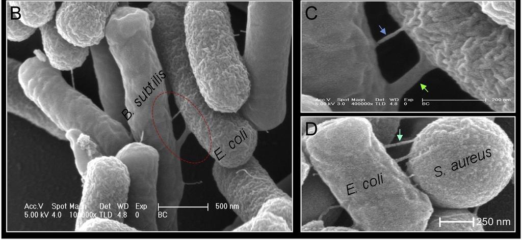 Nanorurki wymiana DNA pomiędzy gatunkami Dubey & Ben-Yehuda (2011)