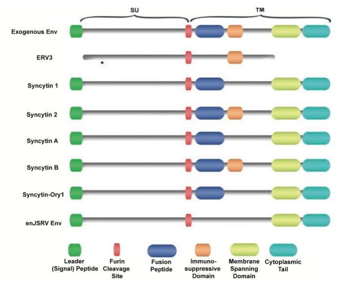 Syncytyny i env ERV Black et al.