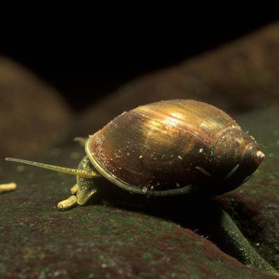 Siedliska efemeryczne Physa (Physella)