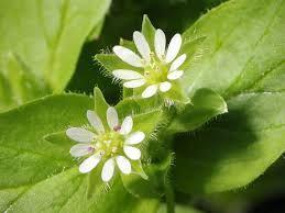 hirsuta, Poa annua, Stellaria media