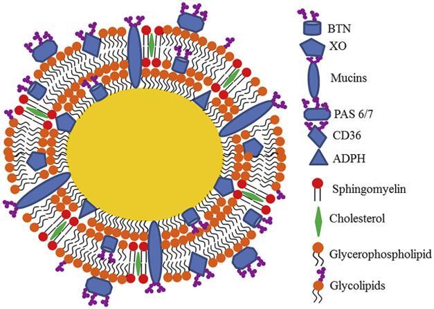 vs SF Brak różnic we wzrastaniu i obwodzie głowy pomiędzy EF i SF pierwsze badania z zastosowaniem preparatów zawierających struktury naśladujące MFG (Clinical Trials: