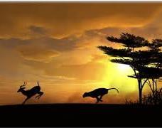 Every morning in Africa, a Gazelle wakes up. It knows it must run faster than the fastest lion or it will be killed. Every morning a Lion wakes up.