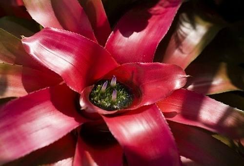 (Bromelie preferują stanowiska półcieniste) Podlewanie Liście bromelii ułożone są w rozetę, która w środowisku naturalnym pomaga im gromadzić wodę z deszczu i mgły.