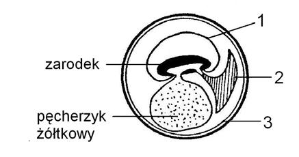 Egzamin wstępny z biologii 9 Zadanie 14. (2 pkt) Jednym z osiągnięć ewolucyjnych gadów było wykształcenie błon płodowych.