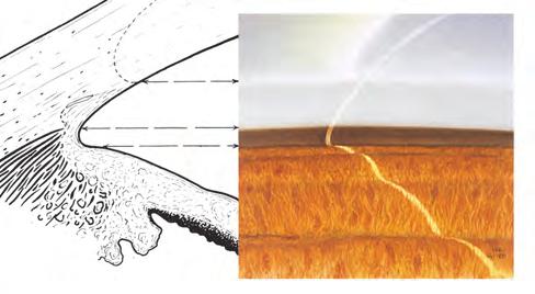 Ostroga twardówki Ostroga twardówki stanowi krawędź tkanki twardówkowej, która leży ku przodowi od pasma ciała rzęskowego i zaznacza tylną granicę siateczki beleczkowania.