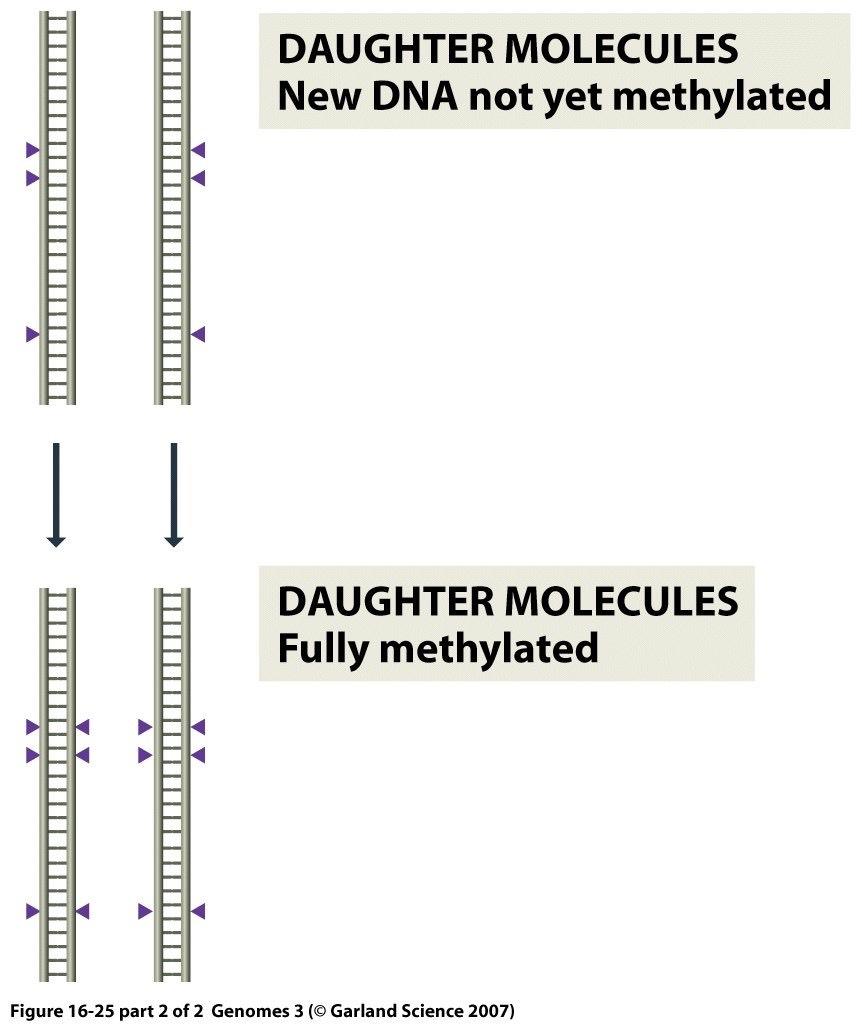 Naprawa błędnie sparowanych nukleotydów (MMR) U bakterii nić rodzicielska jest metylowana U Eukaryota metylacja też może mieć