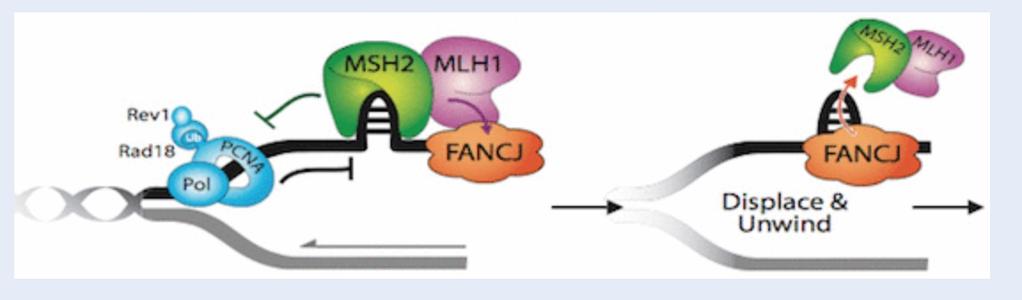 MMR i wiązania krzyżowe wewnątrz DNA Białka szlaku MMR biorą też udział w naprawie wiązań