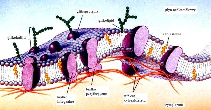 Białko - składowa błony komórkowej Budowę błony komórkowej poprawnie opisuje model płynnej