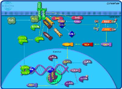 Wybór celu dokowania Target Enzym, receptor, białko DNA, RNA Geometria celu Czy dostępna jest struktura