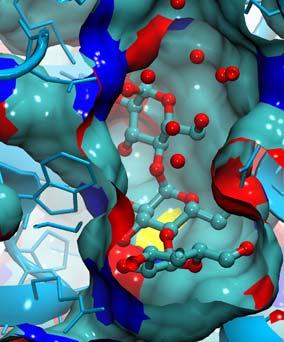 Struktura krystalograficzna Istotne cechy Konformacja receptora Geometria miejsca wiążącego Szczegóły oddziaływań ligand-receptor Jakość struktury krystalograficznej Złożoność układu apo