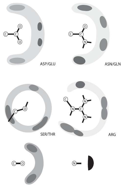 Oddziaływanie ligand-receptor O NH 2 H N H N NH 2 O N N N - tryptofan H N N N - histydyna H N + H N N H 2 HN arginina H 2 N NH H