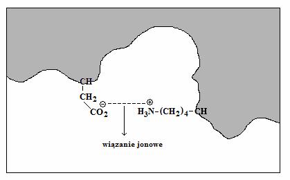 Oddziaływanie ligand-receptor W środowisku płynu fizjologicznego (ph=7,4) łańcuchy boczne aminokwasów białkowych o charakterze zasadowym ulegają protonowaniu, zaś podstawniki kwasowe deprotonowaniu.