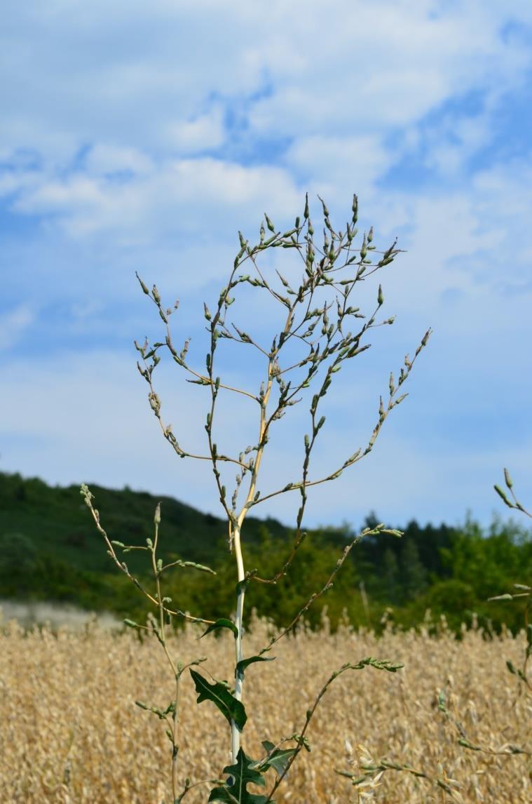 Gatunek Sałata kompasowa Lactuca serriola L. Najbliższa miejscowość Współrzędne stanowiska Siedlisko / zbiorowisko Gajków k/kamieńca Wrocławskiego (gm.