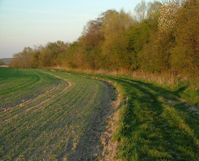 Siedliska marginalne nie wykorzystywane bezpośrednio w produkcji rolnej są zróżnicowane pod względem struktury roślinności i funkcji, jaką pełnią