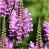 Dane aktualne na dzień: 27-01-2019 19:58 Link do produktu: http://www.goldplants.eu/bylina-odetka-wirginijska-physostegia-virginiana-b178-h-p-1961.