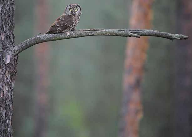 środowisku naturalnym, Lubelskie Towarzystwo Ornitologiczne, we współpracy z Fundacją Natura International Polska podjęło się realizacji projektu Ochrona rzadkich ptaków strefowych w wybranych