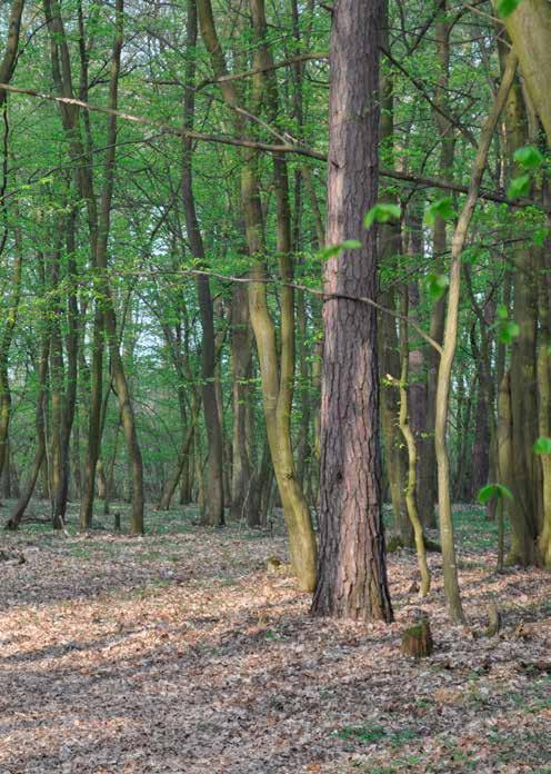 Oprócz wyszukiwania gniazd w celu utworzenia wokół nich strefy ochronnej, w ramach realizacji projektu ptakom pomagamy także poprzez realizację innych zadań, takich jak: rozpoznanie wymagań