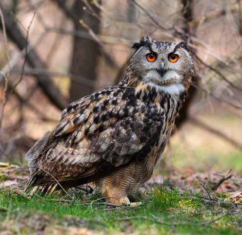 Bocian czarny Ciconia nigra Puchacz Bubo bubo Bocian czarny, w odróżnieniu od powszechnie znanego bociana białego, jest ptakiem dużo rzadziej spotykanym i unikającym towarzystwa człowieka.