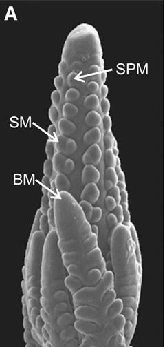 and McSteen, P (2008) sparse inflorescence1 encodes a monocot-specific YUCCA-like gene required for vegetative and