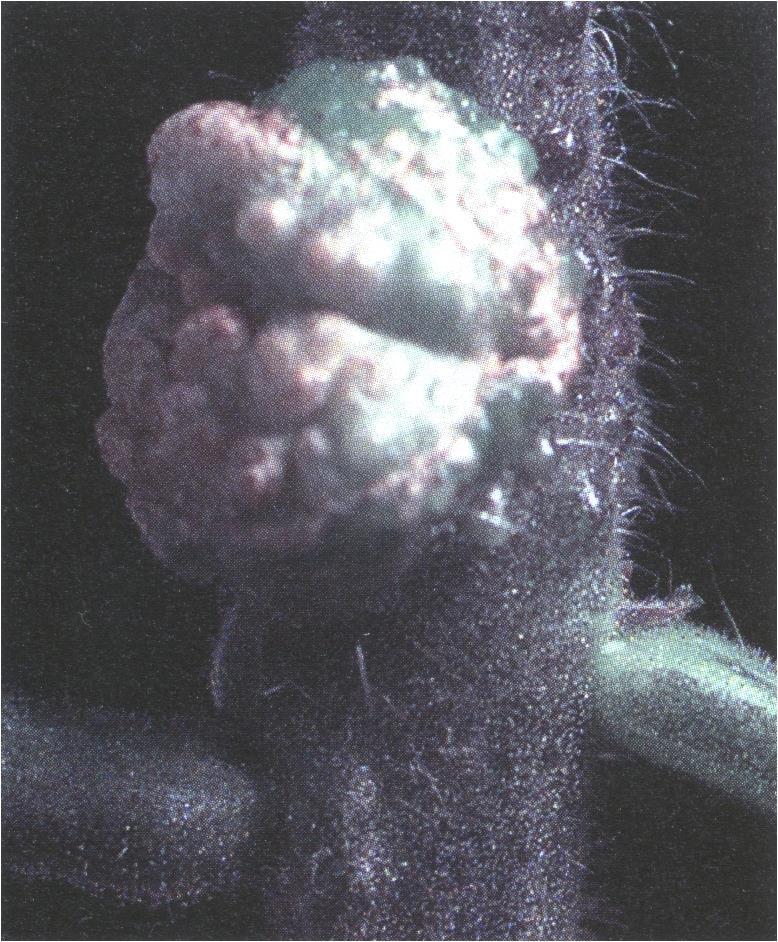 Tumory u pomidora - drobnoustroje modyfikują