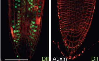 DII-VENUS is an auxin destabilized protein that responds quickly DII-VENUS Auxin DII-VENUS shows more rapid auxin responses