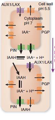 Auksyny przemieszczają się dzięki różnego rodzaju białkowym przenośnikom ABCB ABCB Białka PIN przyczyniają się do ukierunkowanego wypływu